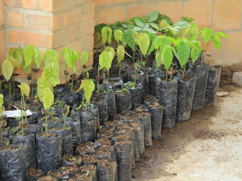 Kleine Kakaopflanzen, bereit zum Auspflanzen.