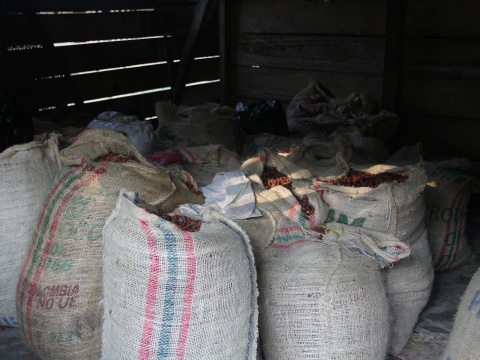 Gerösteter Kakao in Säcken, von der Friedensgemeinde angepflanzt und produziert. Sie verwenden diesen für den Eigengebrauch, aber auch zum Verkauf, beispielsweise an Lush, mit denen PBI 2014 eine Kampagne gemacht hat. 