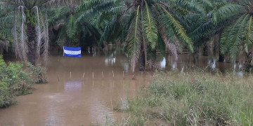 Honduras: extensive Abholzung und Überschwemmungen